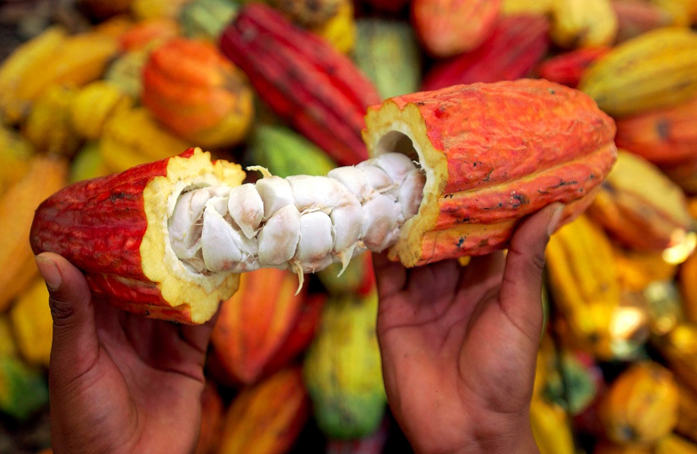 La Hausse du Prix du Cacao au Cameroun : Une Bonne Nouvelle pour les Cacaoculteurs
